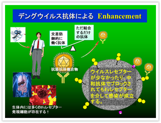 デングウイルス抗体によるEnhancement効果（図表４）